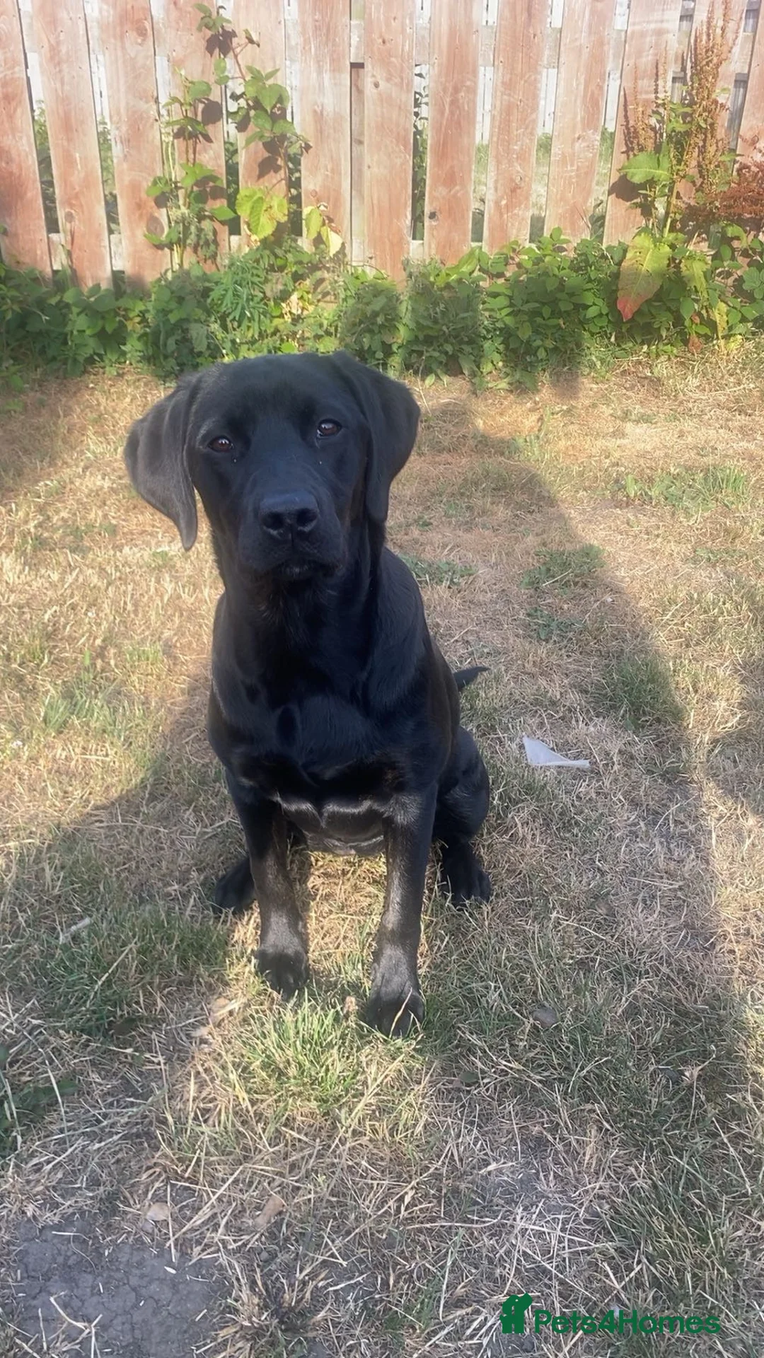 Labrador Retriever dogs for sale: Bambi is looking for a new home  - Advert 2