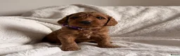 Mini Goldendoodle dogs for sale: Exceptional AUSTRALIAN DOODLES HEALTH TESTED🐾  - Advert 7