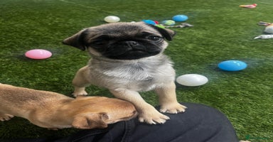 Pug dogs - Advert 5