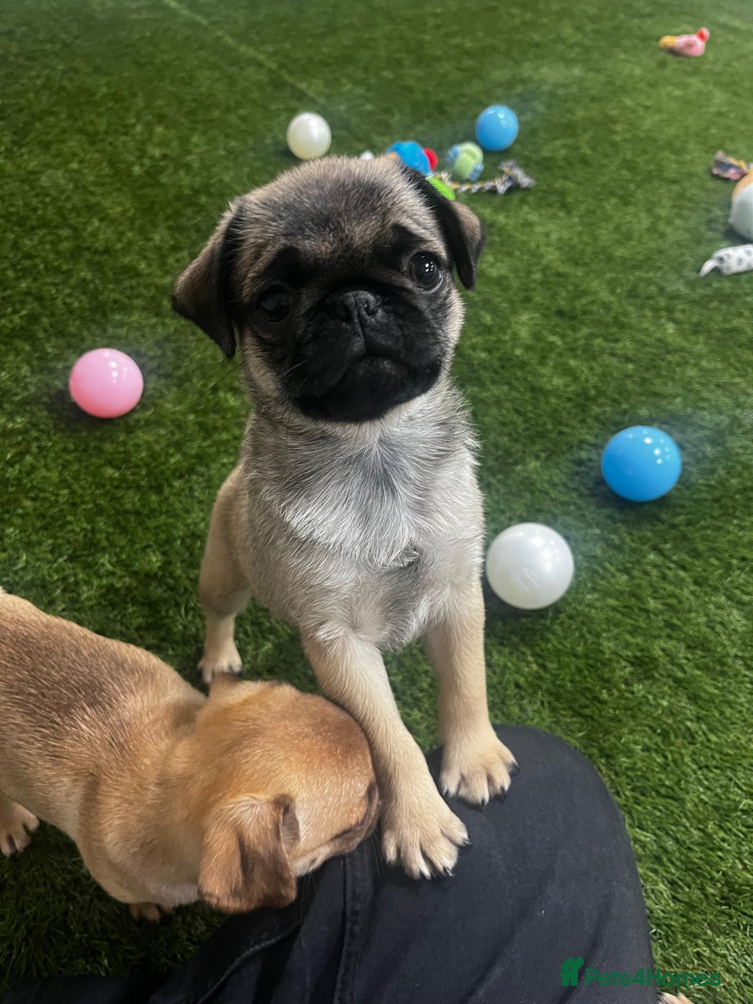 Pug dogs for sale: Full panda pugs - Image 3