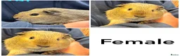 Guinea Pig rodents for sale: Friendly handled baby guinea pigs - Advert 2