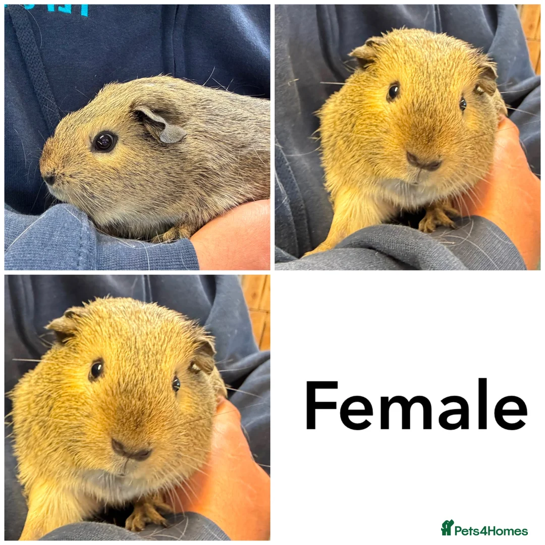 Guinea Pig rodents for sale: Friendly handled baby guinea pigs - Advert 2