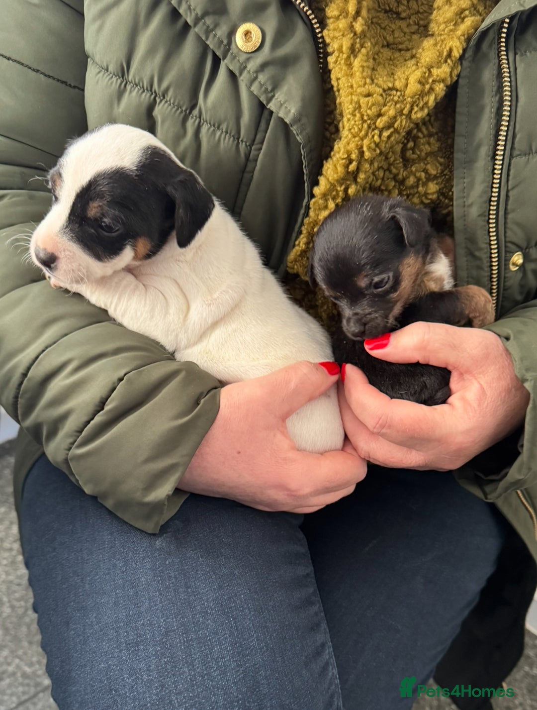 Jack Russell dogs for sale: Beautiful traditional Jack Russell puppies - Advert 8