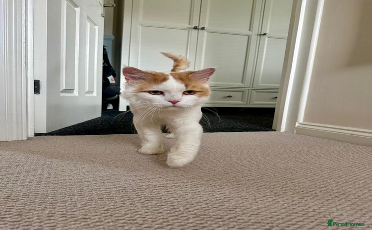 Mixed Breed cats - Advert 3