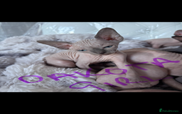 Sphynx cats for sale: canadian sphynx for sale  - Advert 4