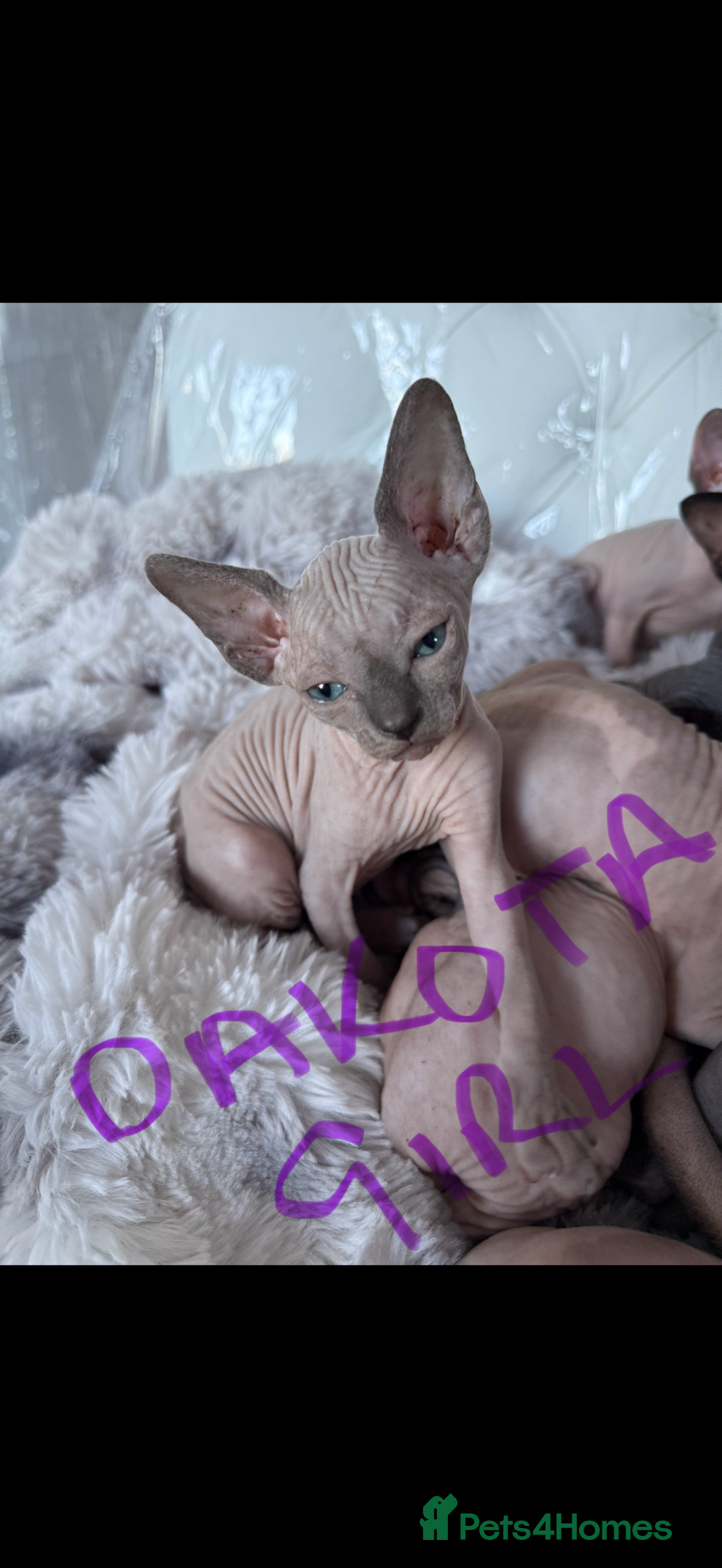 Sphynx cats for sale: canadian sphynx for sale  - Advert 4