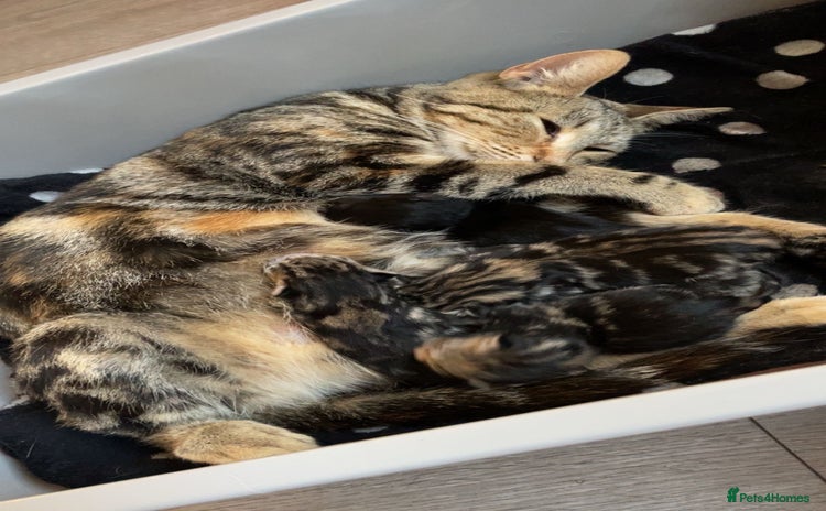 British Shorthair cats - Advert 5