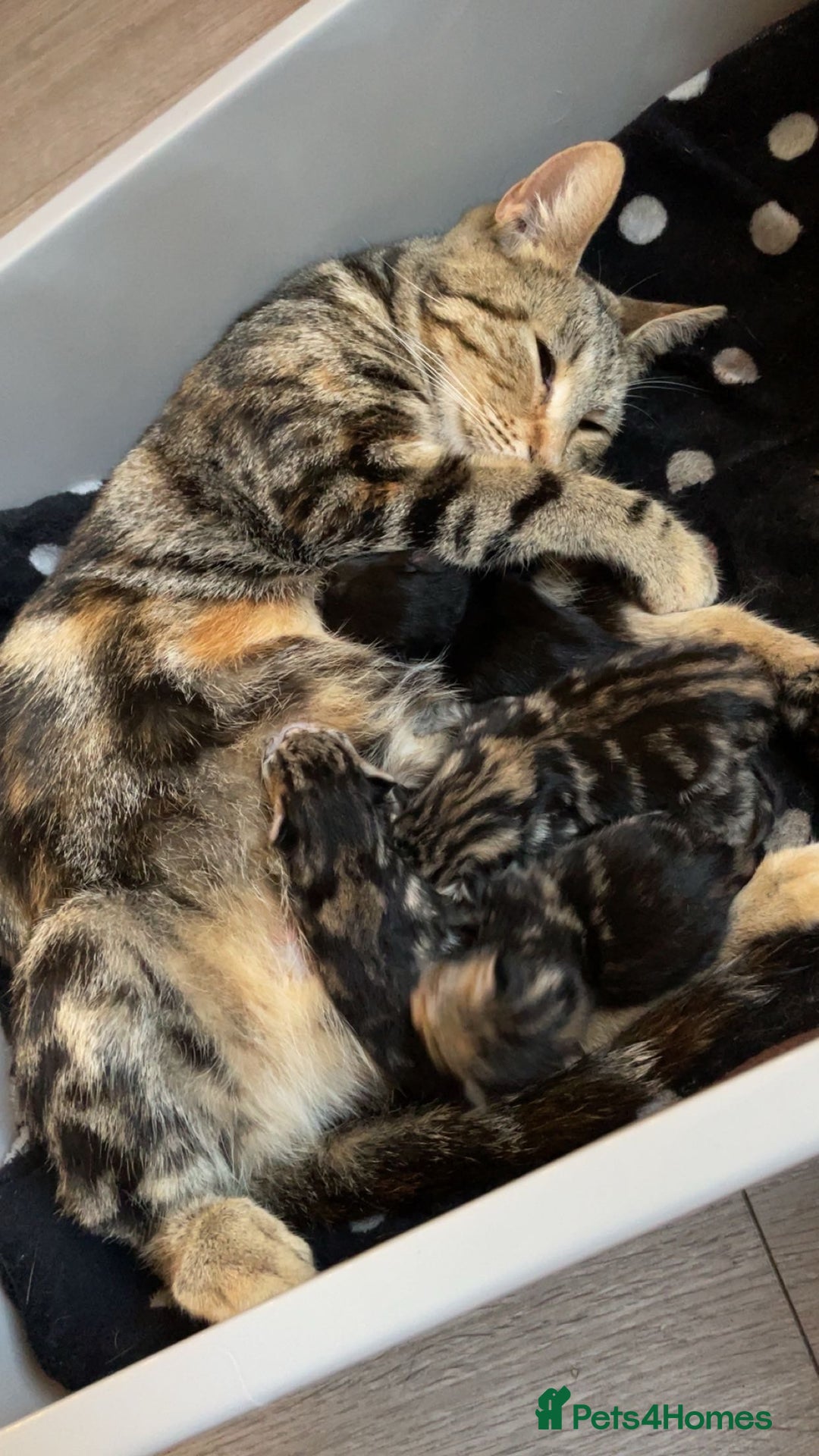 British Shorthair cats for sale: Kittens for sale  - Image 1