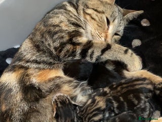 British Shorthair cats - Advert 11