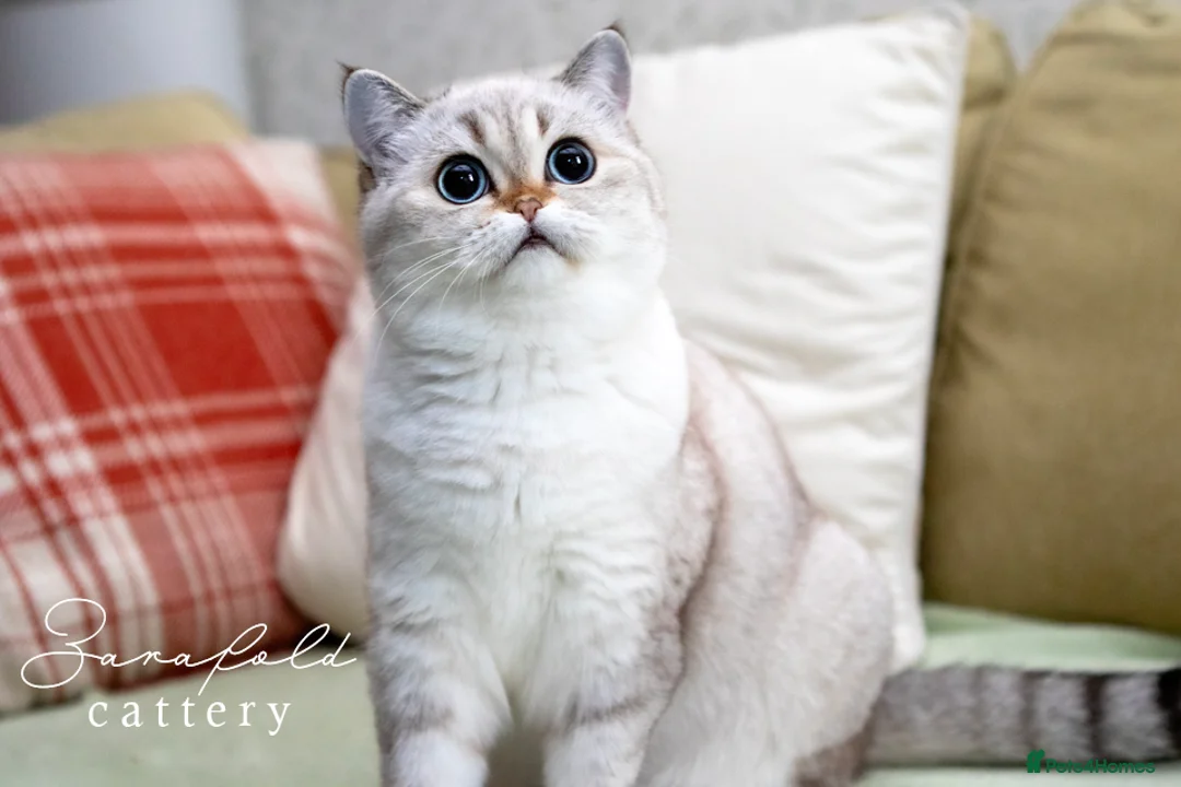 Scottish Fold cats for sale: Molly – Our Gentle Little Queen 👑🤍 - Advert 2