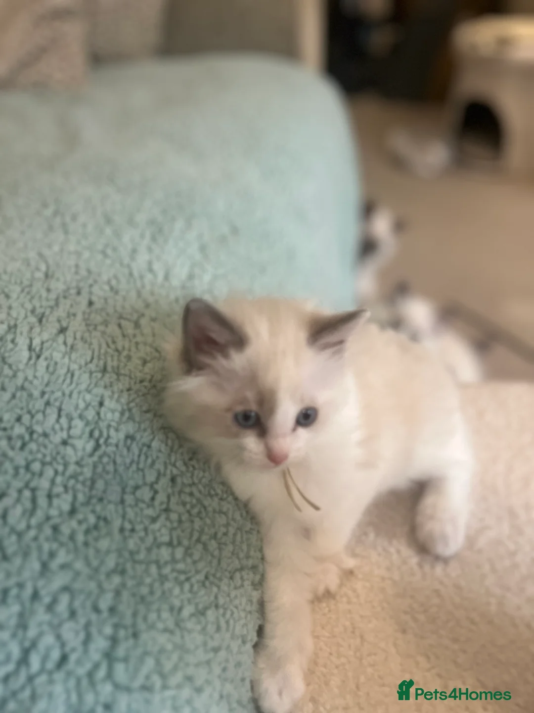 Ragdoll cats for sale: Adorable pure ragdoll babies for 5* homes - Advert 25