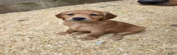 Golden Retriever dogs for sale: Kc registered dark red pups - Advert 1