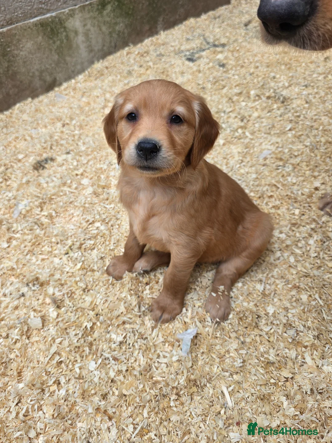 Golden Retriever dogs for sale: Kc registered dark red pups - Advert 1