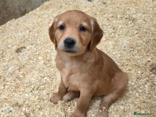 Golden Retriever dogs for sale: Kc registered dark red pups - Advert 2