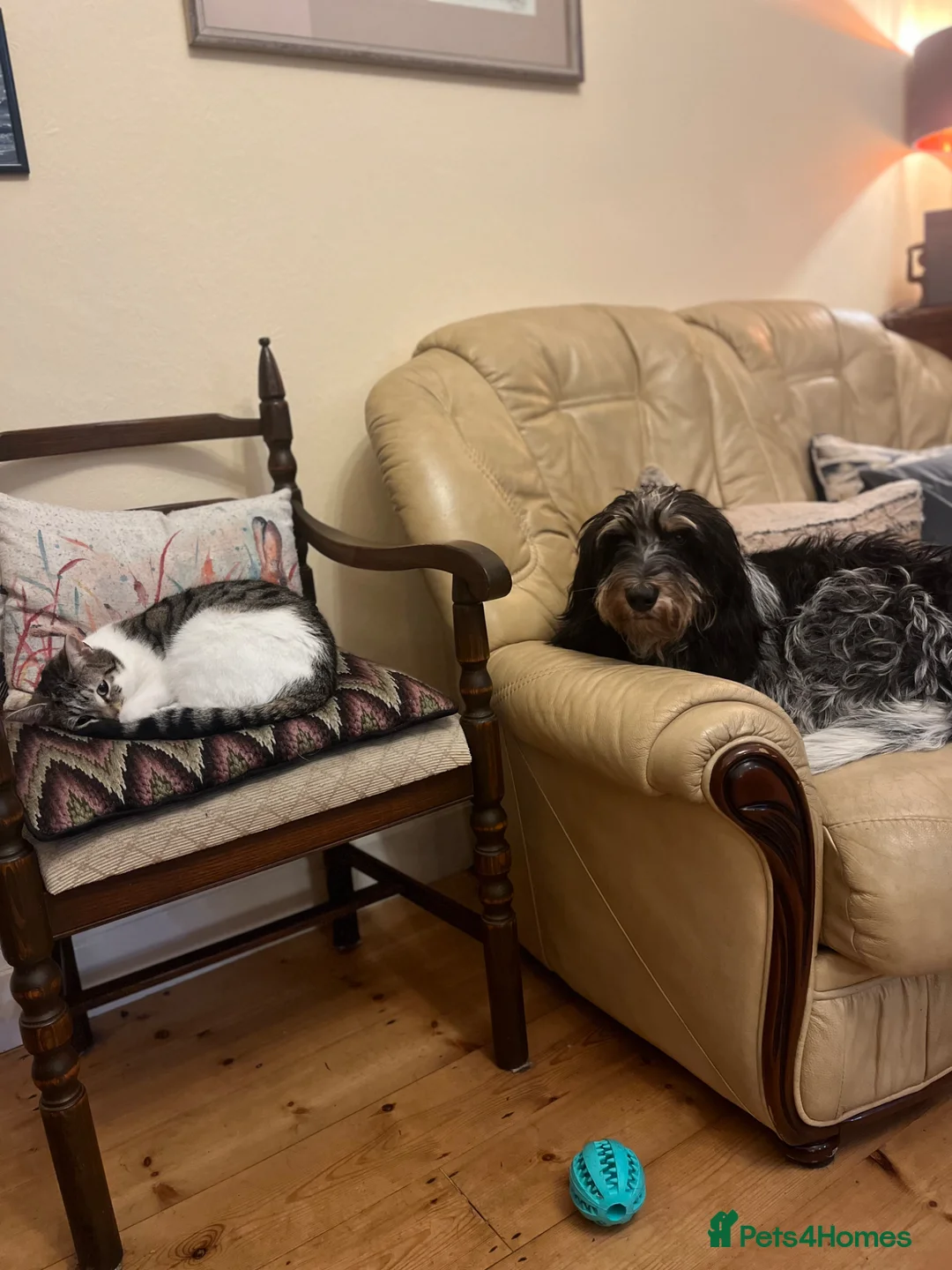 Basset Griffon Vendeen dogs for sale: 2-3 year old griffon bleu de Gascogne  in Wallasey - Advert 2