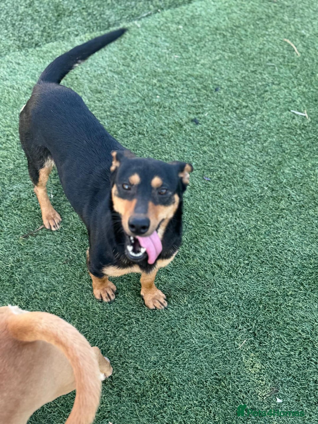Mixed Breed dogs for adoption: Pretty Rosie is looking for love - Image 2