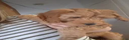 Cockapoo dogs for sale: 2 boys left reduced to £1000 Ready to leave now !  - Advert 3