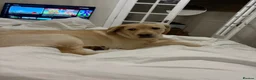 Labrador Retriever dogs for sale: Year old lab  in Clacton-on-Sea - Advert 4