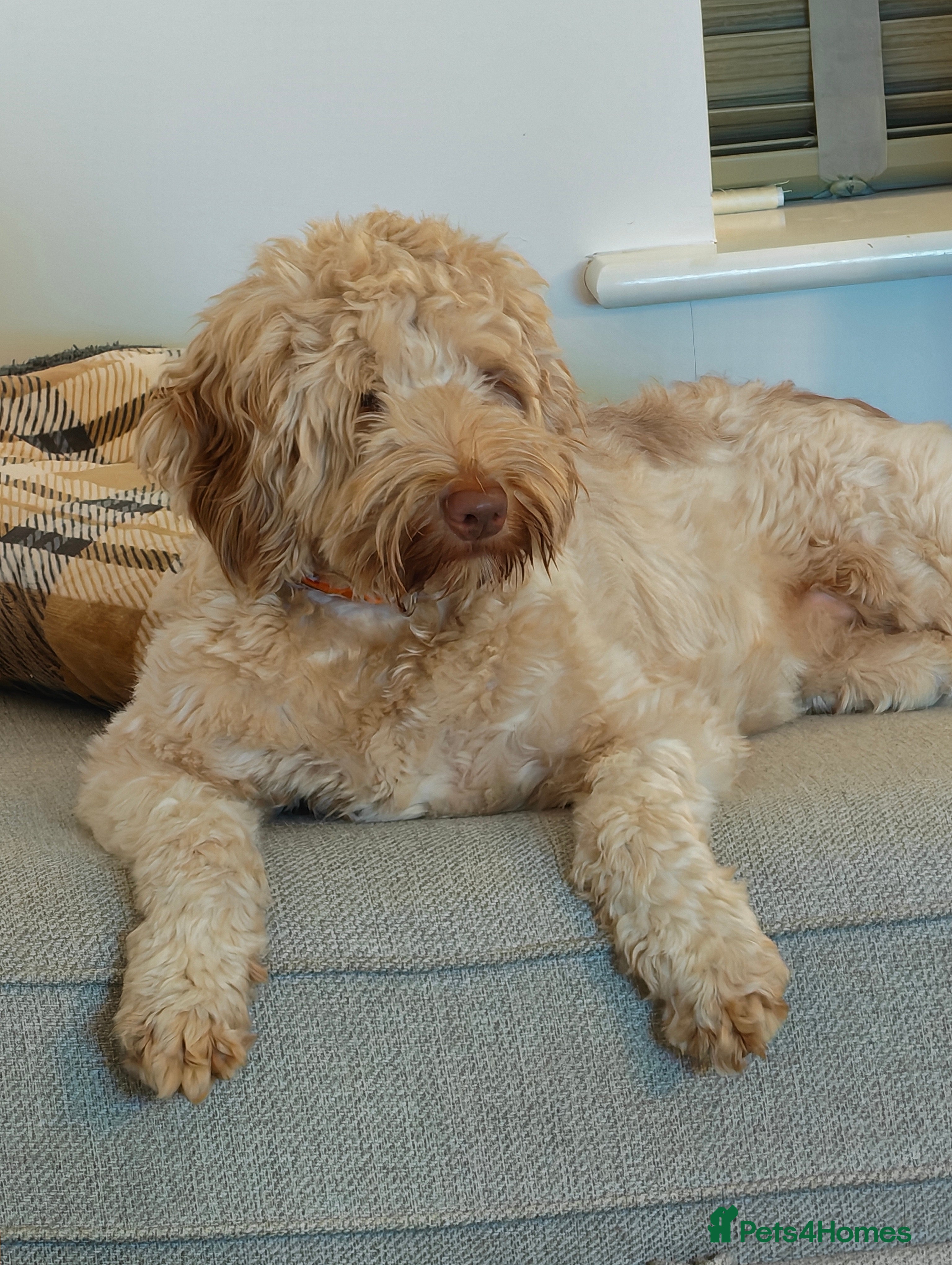 Goldendoodle dogs Sweet Submissive Goldendoodle Needs Patient Home - Advert 4