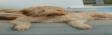Goldendoodle female