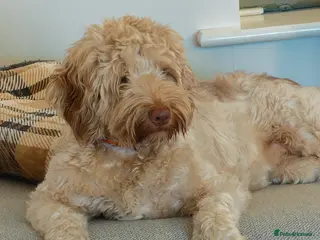 Goldendoodle dogs Sweet Submissive Goldendoodle Needs Patient Home - Advert 4