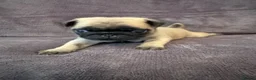 Pug dogs for sale: Beautiful Litter Of Pug Puppies All Girls  - Advert 14