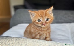 British Longhair cats for sale: beautiful kittens looking for forever home - Image 6
