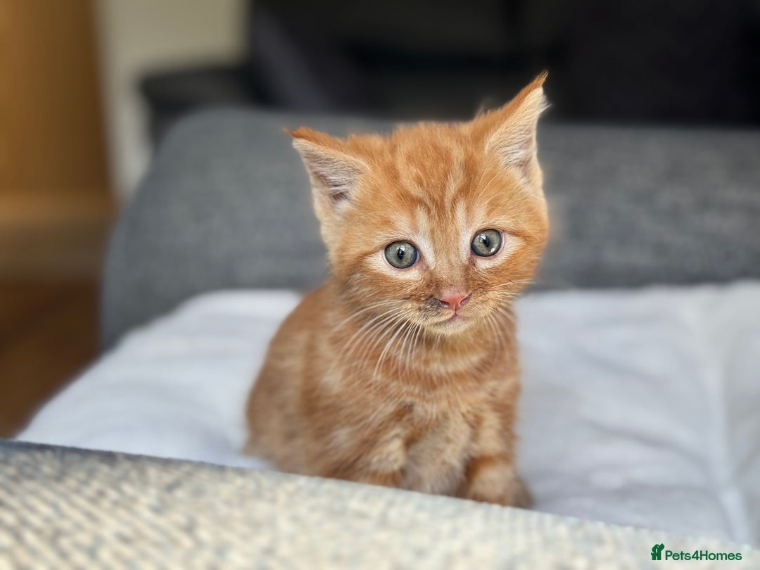 British Longhair cats for sale: beautiful kittens looking for forever home - Image 6