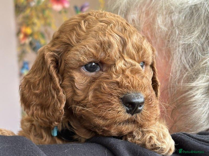 Cockapoo dogs for sale: Beautiful Cockapoo for forever homes - Advert 2