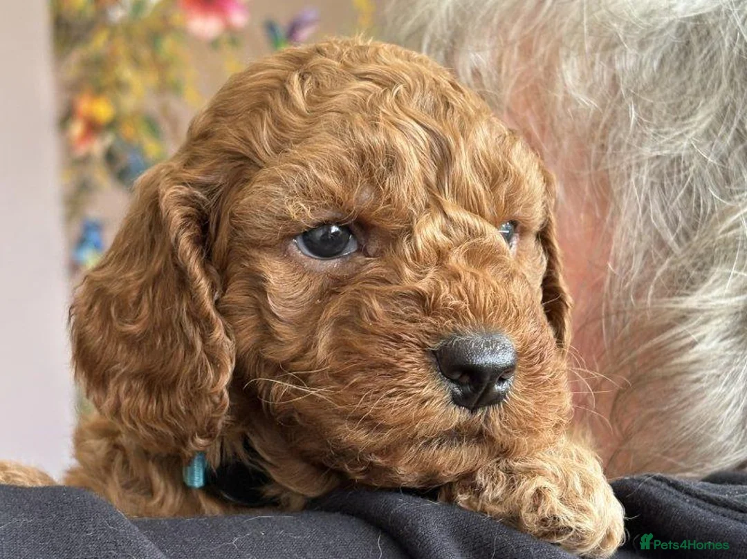Cockapoo dogs for sale: Beautiful Cockapoo for forever homes in Leeds - Advert 1