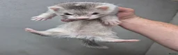 Ferret rodents for sale: Ferrets for sale  in Horley - Advert 5