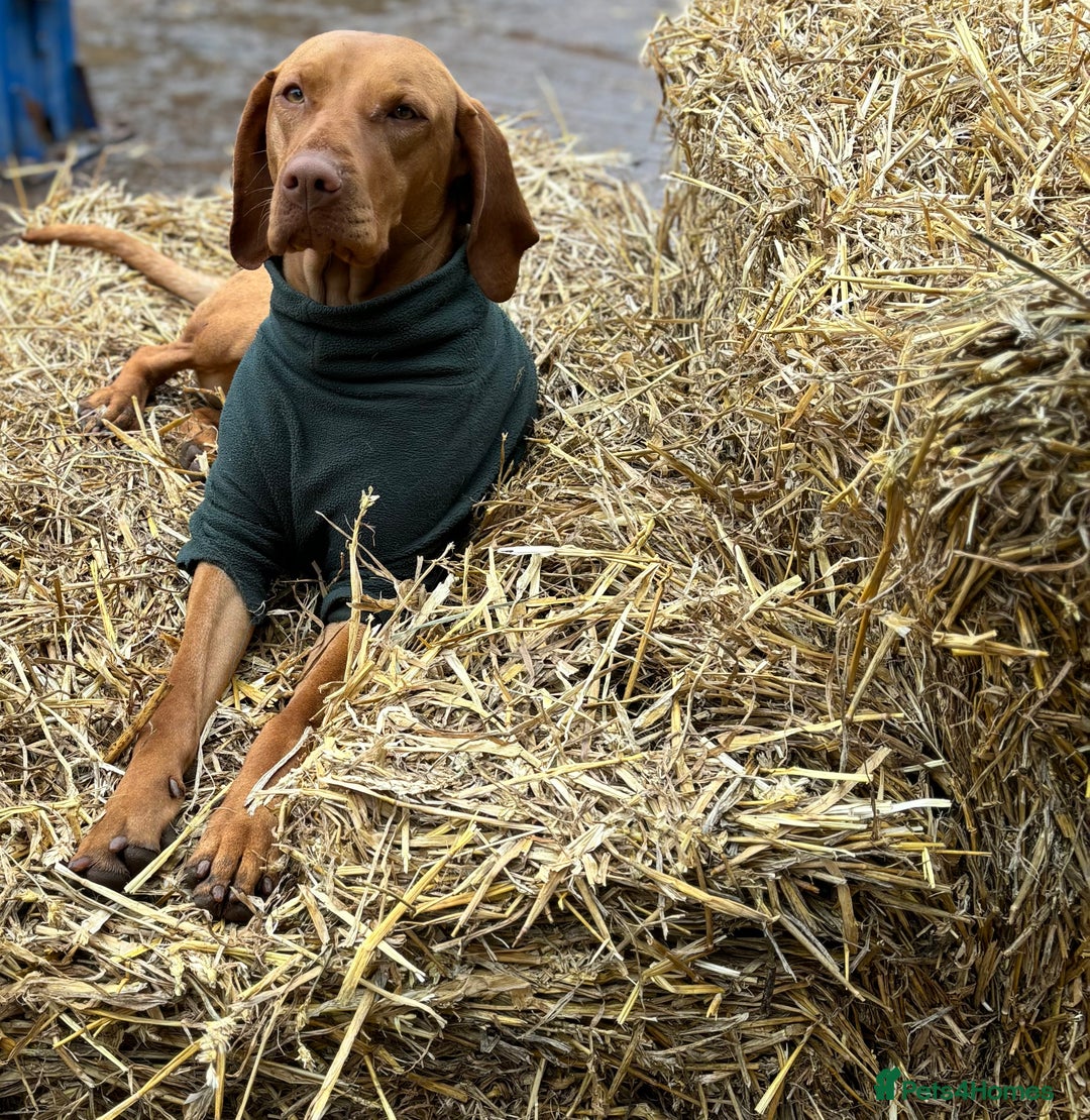 Mixed Breed dogs for sale: Stunning quality Vizslador puppies  - Advert 33