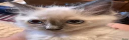 Ragdoll cats for sale: Ready Now Ragdoll Kittens - Advert 5