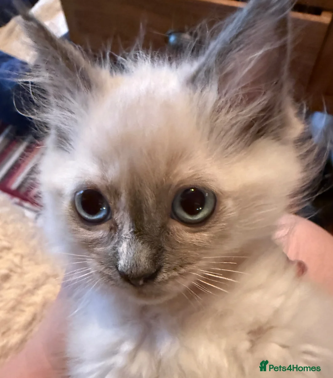 Ragdoll cats for sale: Ready Now Ragdoll Kittens - Advert 5