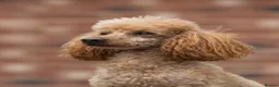 Poodle dogs for stud: Donnajays  5* PROVEN, HEALTH TESTED & PROFESSIONAL - Advert 9