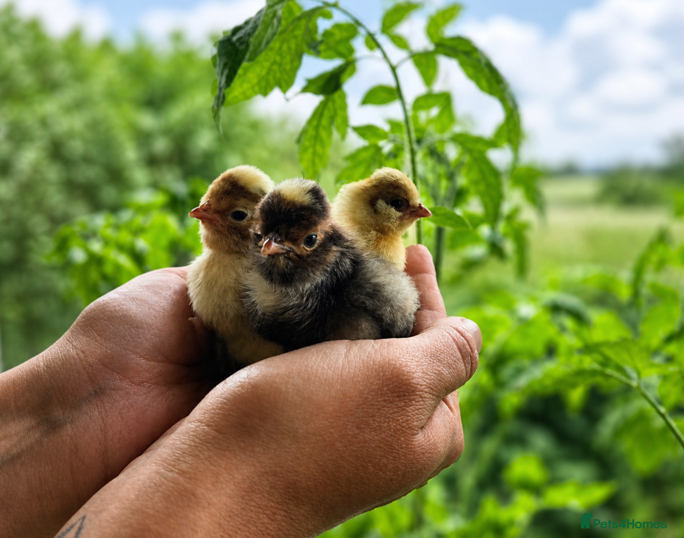 Chickens poultry for sale: Polish Chicks - Advert 3