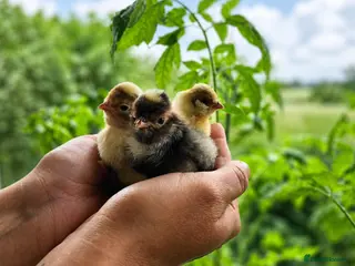 Chickens poultry for sale: Polish Chicks - Advert 3