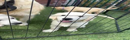 Golden Retriever dogs for sale: Kc reg golden retriever puppies  - Advert 12