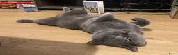 British Shorthair cats for sale: Playful British Shorthair Male (Neutered) - Advert 1