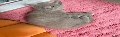 Kitten 1