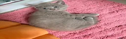 Ragdoll cats for sale: Ragdoll x British Shorthair blue kittens  - Advert 5