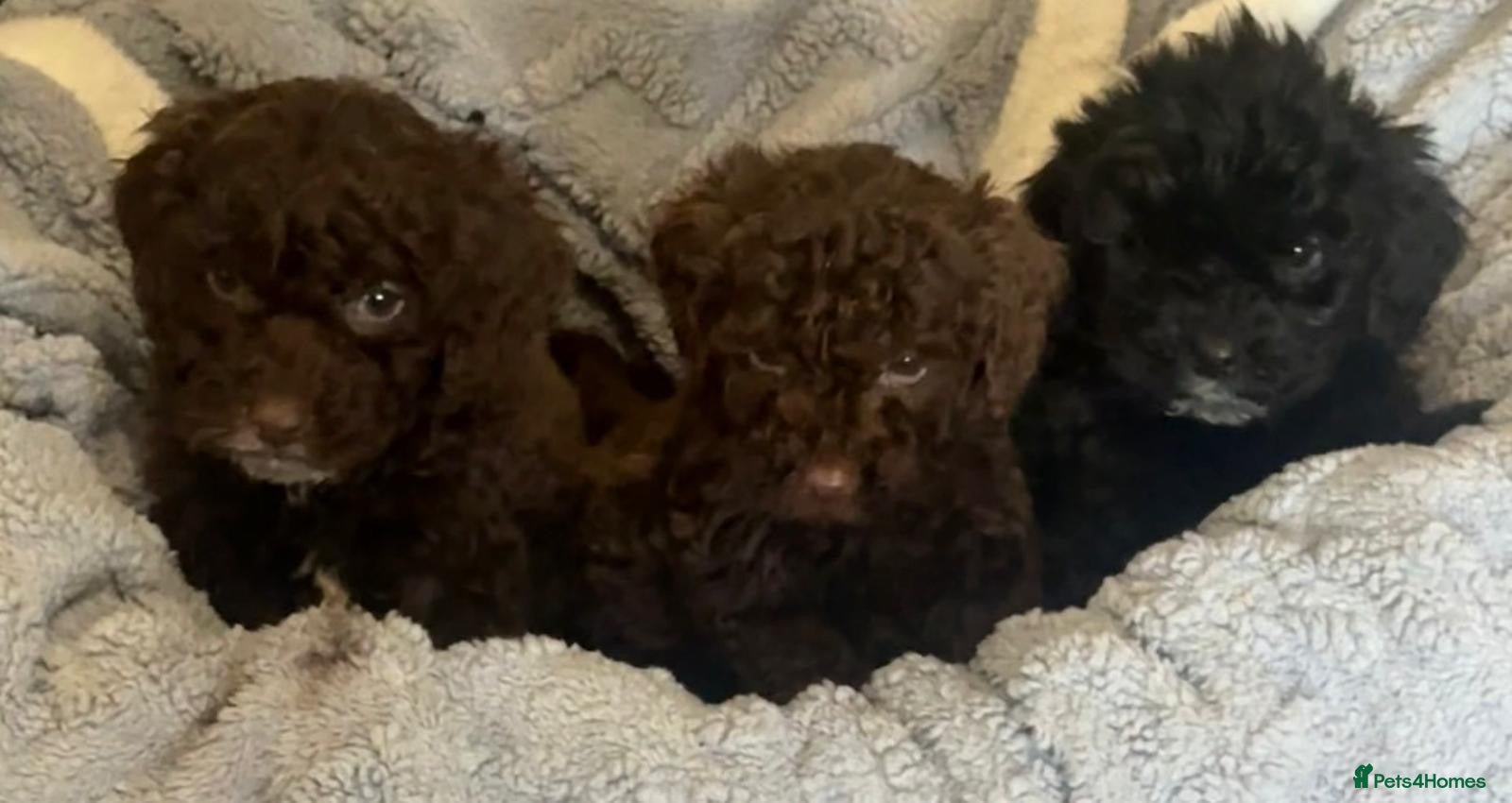 Cockapoo dogs 1 Stunning cockapoo READY NOW AND VACCINATED - Advert 4