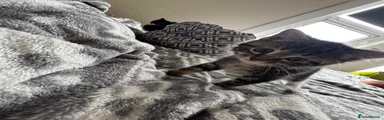 Mixed Breed Kitten 2