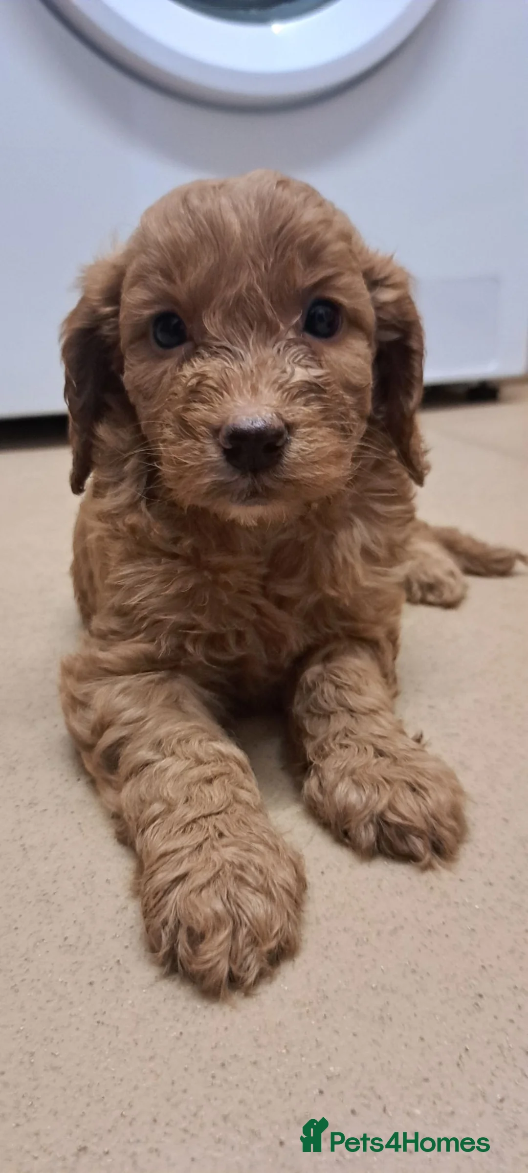 Cockapoo dogs for sale: 3 beautiful cockapoo girls  in Leominster - Advert 5