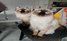 American Curl cats for sale: Two very rare and wonderful kittens for sale - Image 31