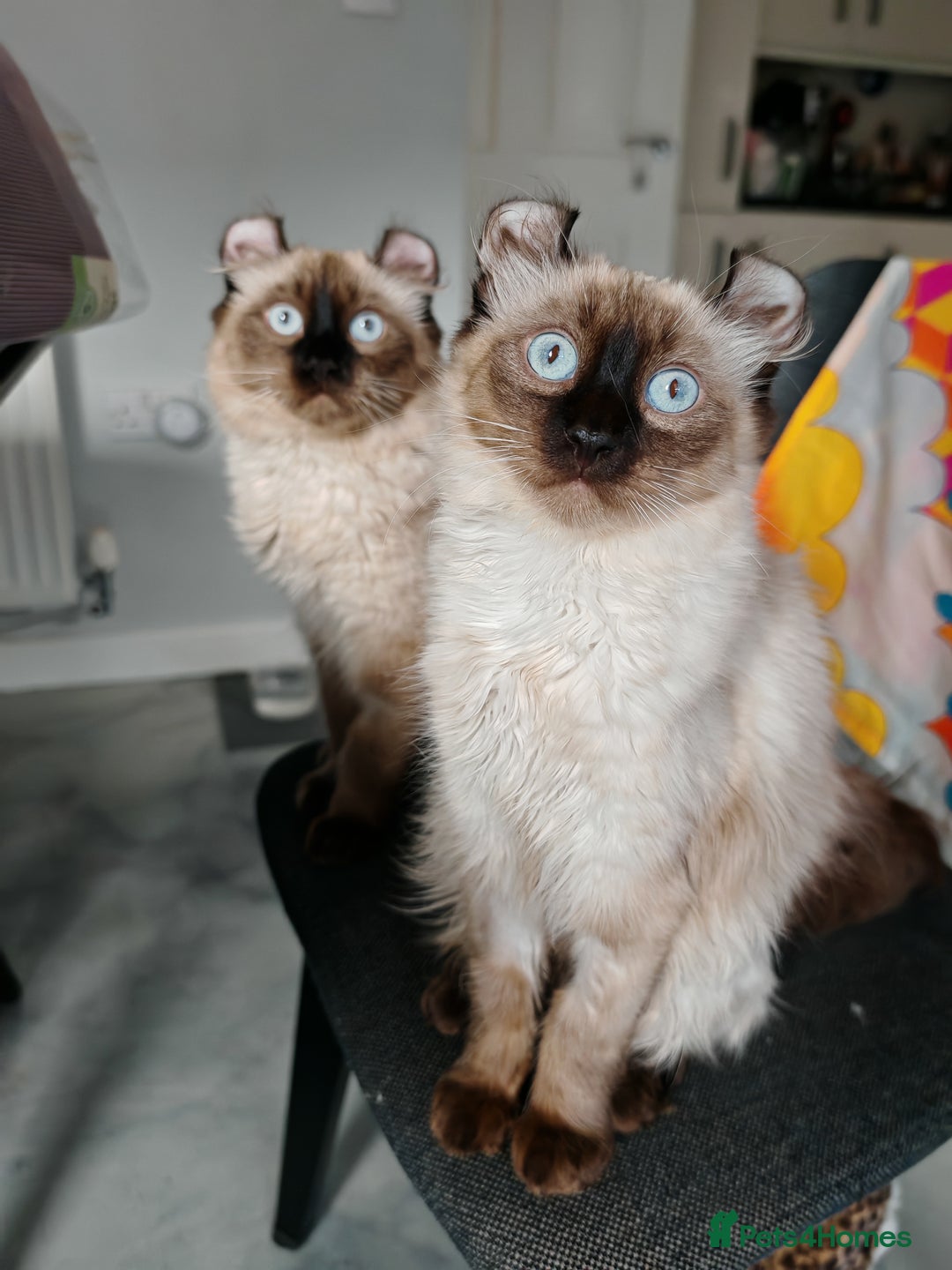 American Curl cats for sale: Two very rare and wonderful kittens for sale - Image 31