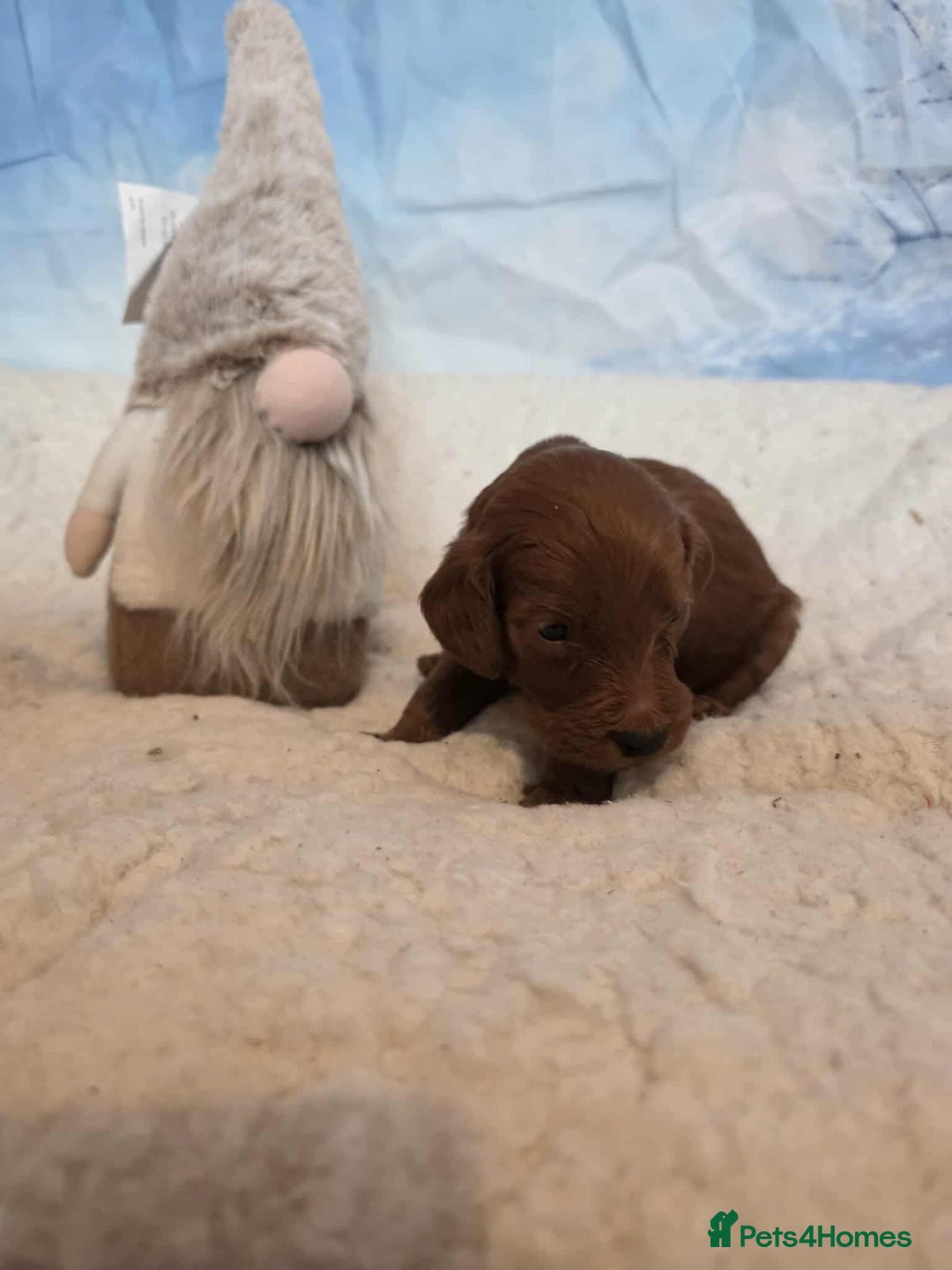 Irish Doodle dogs for sale: Stunning mahogany red Irish doodles READY NOW   - Advert 11