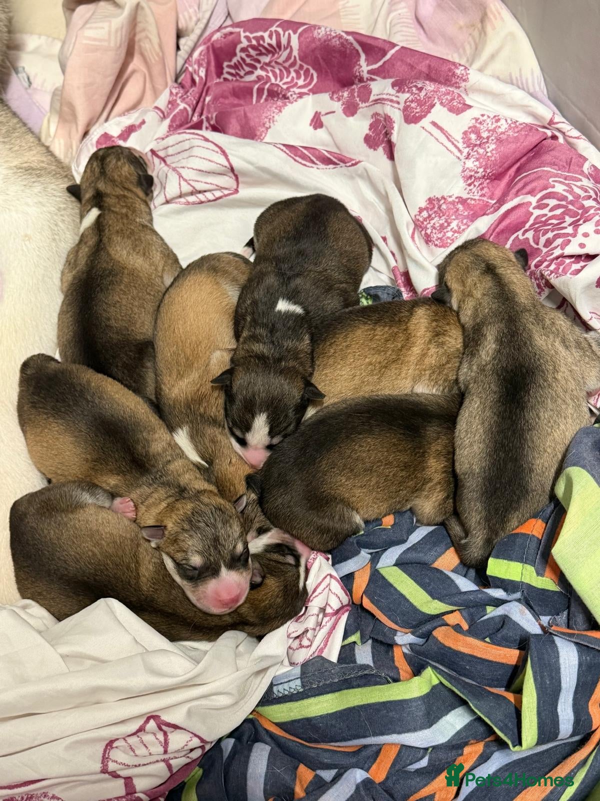 Alaskan Malamute dogs 9 beautiful Alaskan malamute puppies 6boys3girls - Advert 2
