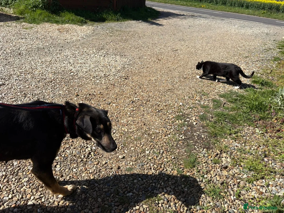 Mixed Breed dogs for adoption: Zelda - Norwich Norfolk  - Advert 14
