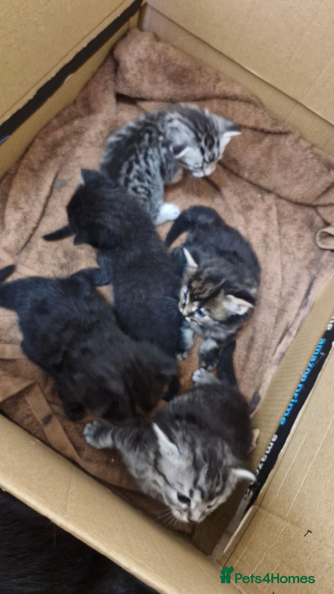 Mixed Breed cats Stunning long and short hair kittens  - Advert 3